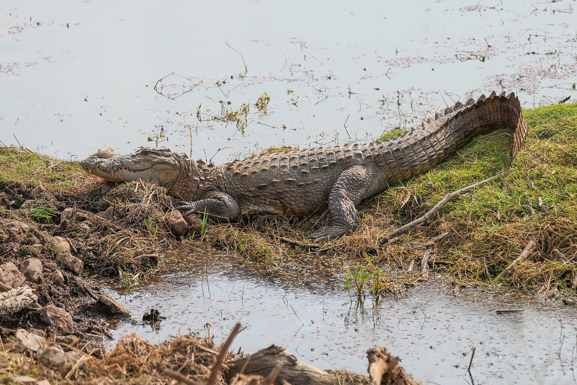 A mugger crocodile basking beside a lake in Ranthambore