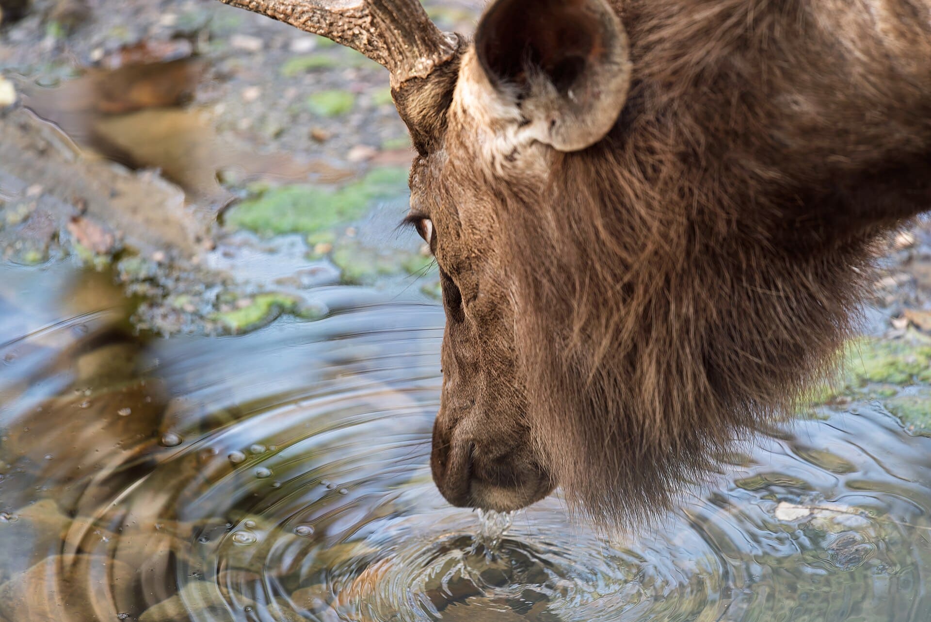 Sambar deer in Kachida Valley, Ranthambore