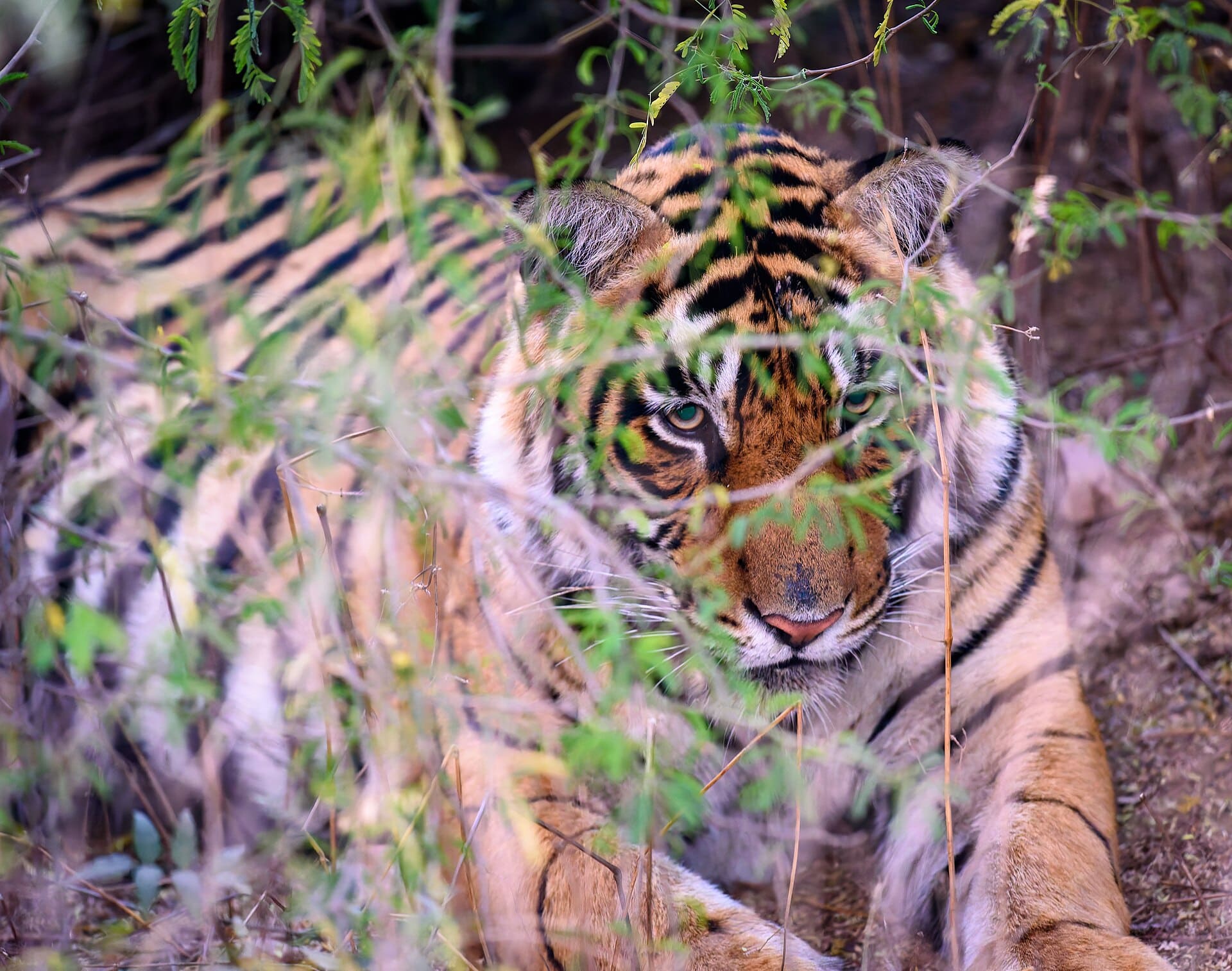 Wild Bengal tiger photographed in Ranthambore National Park