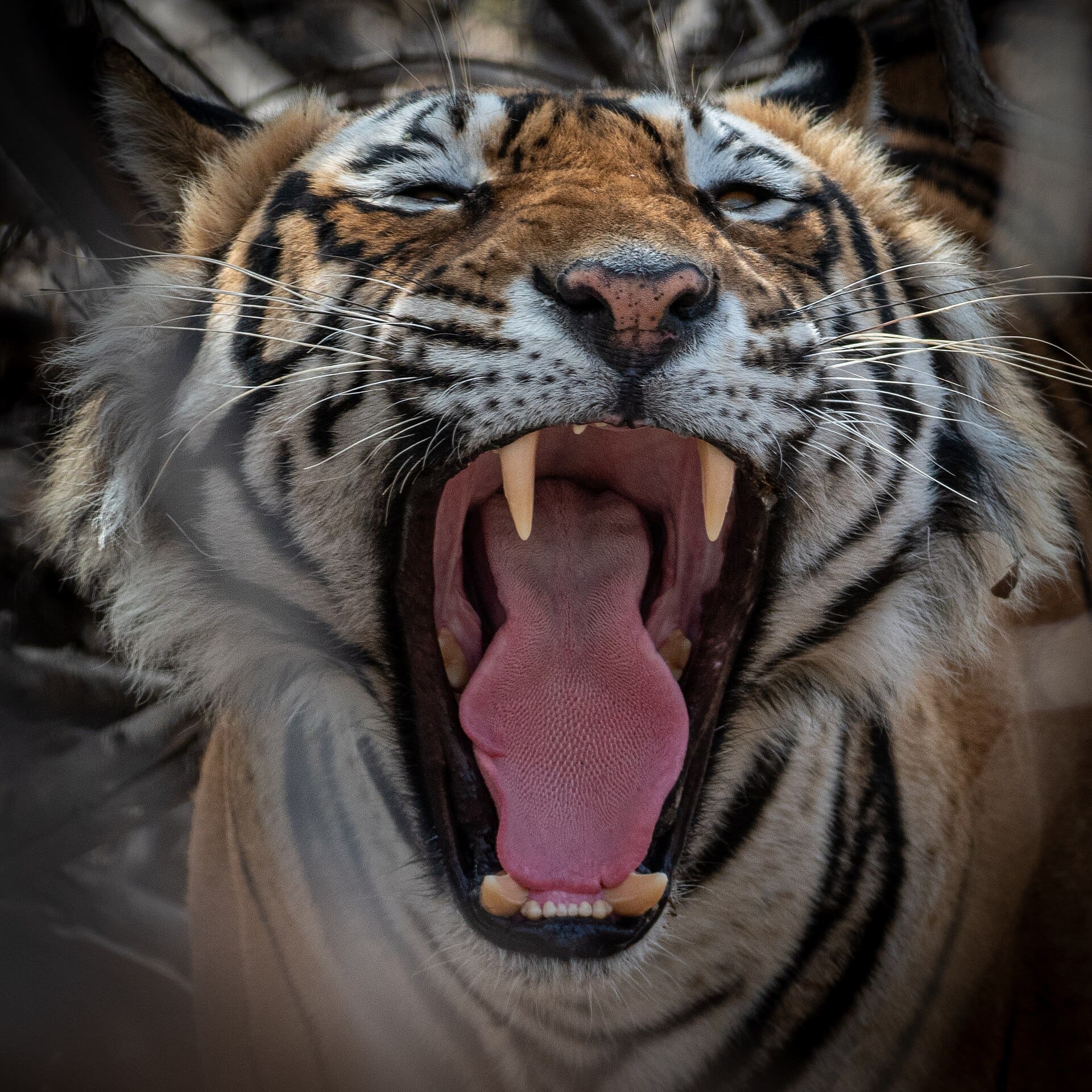 A Bengal tiger yawning in Ranthambore National Park
